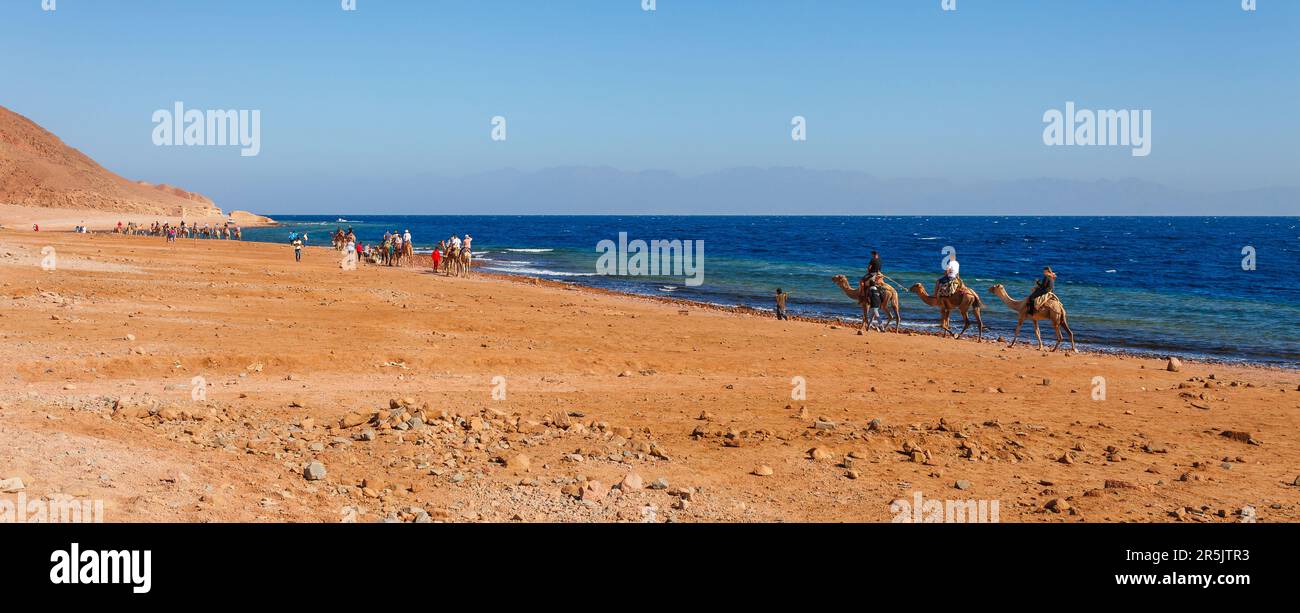Deserto costa del Mar Rosso a Dahab, Sinai, Egitto. Cammelli e caldo estivo Foto Stock