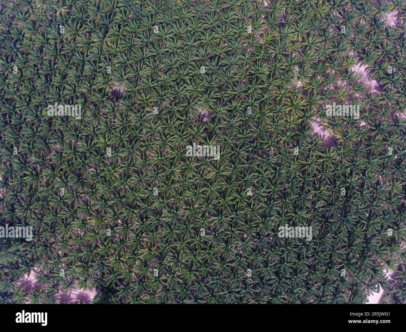 Foto aerea della piantagione di olio di palma a Huai Yai, alla periferia della città di Pattaya in Thailandia. Foto Stock