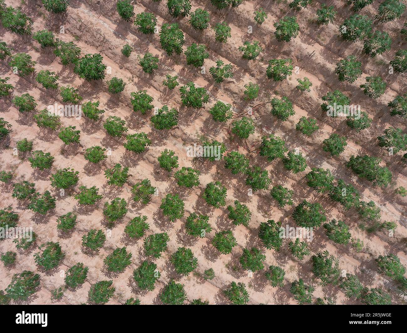 Terreno agricolo con tapioca a Huai Yai alla periferia di Pattaya City in Thailandia. Foto Stock