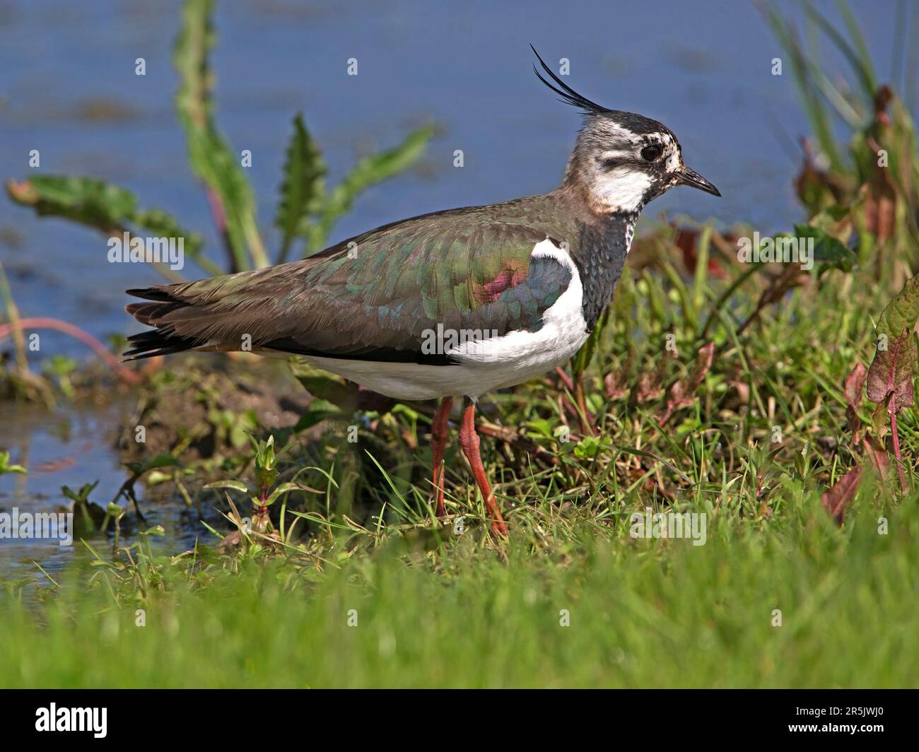Donna in piedi, con il lapwing settentrionale Foto Stock