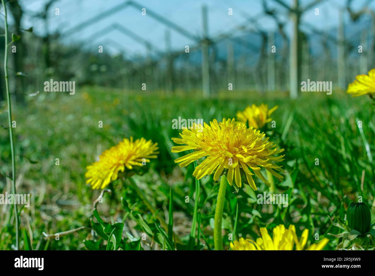 Un gruppo di fiori di dente di leone sotto un vigneto all'inizio della primavera Foto Stock