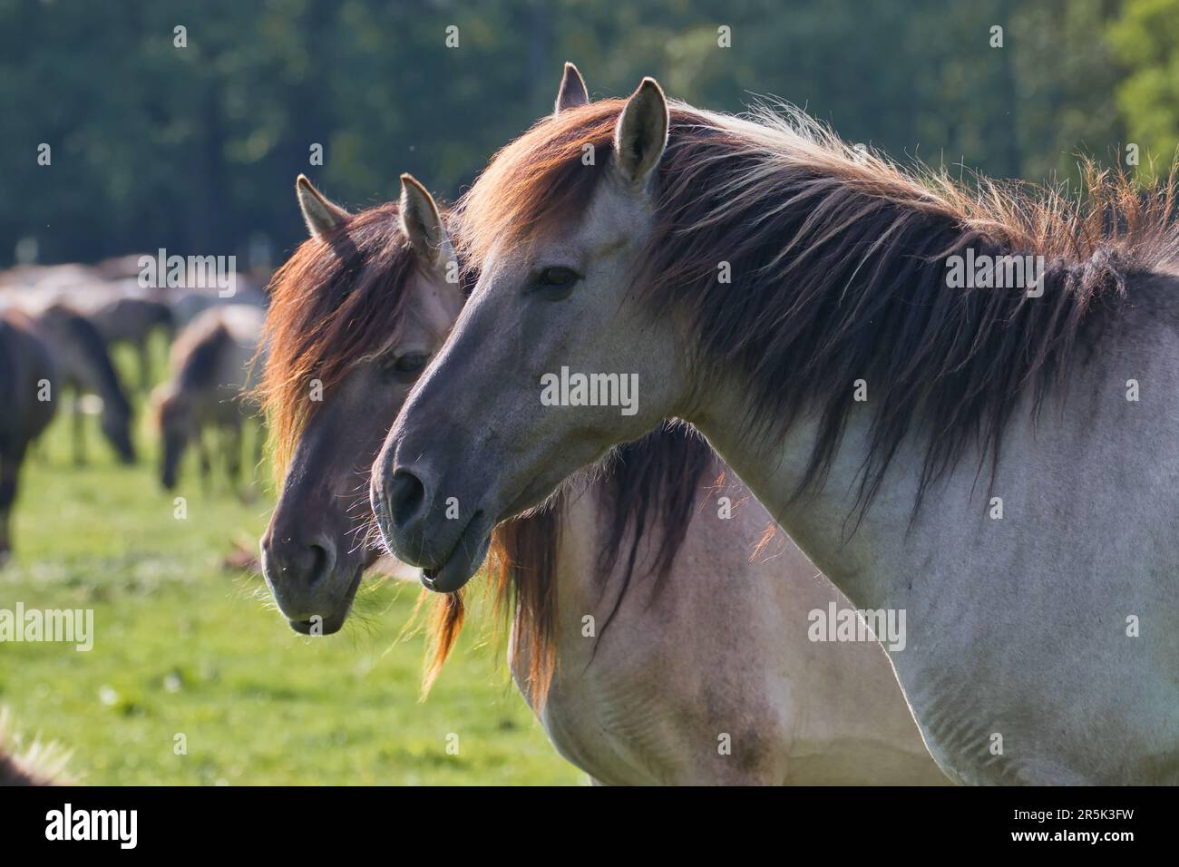 ritratto di coppia di cavalli al gregge Foto Stock