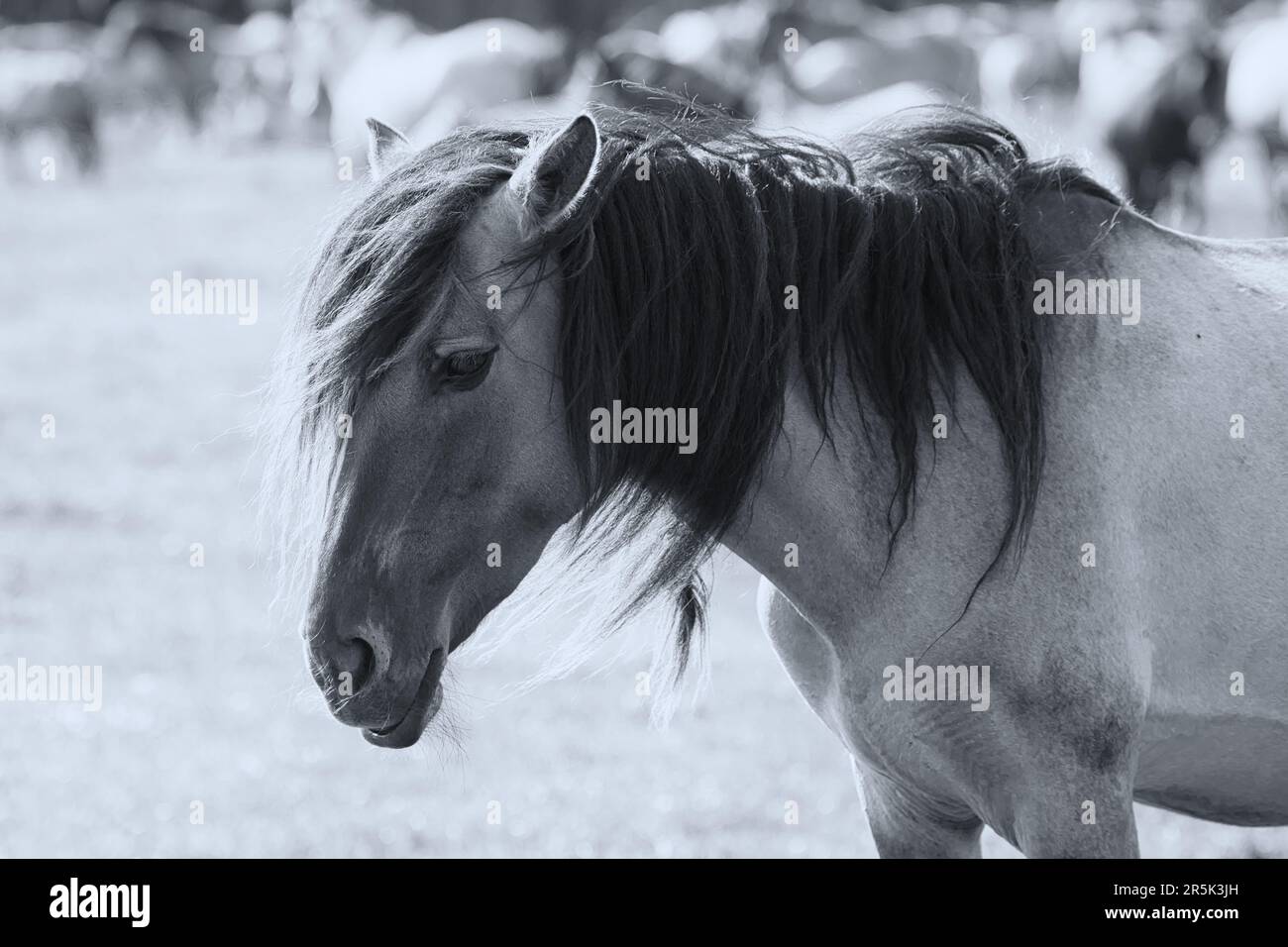 ritratto a cavallo in bianco e nero Foto Stock