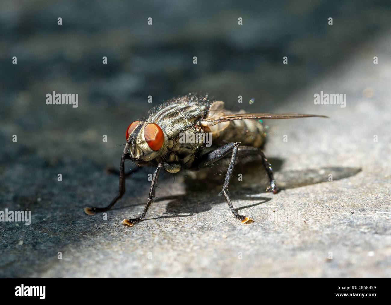 Close up di una mosca Foto Stock
