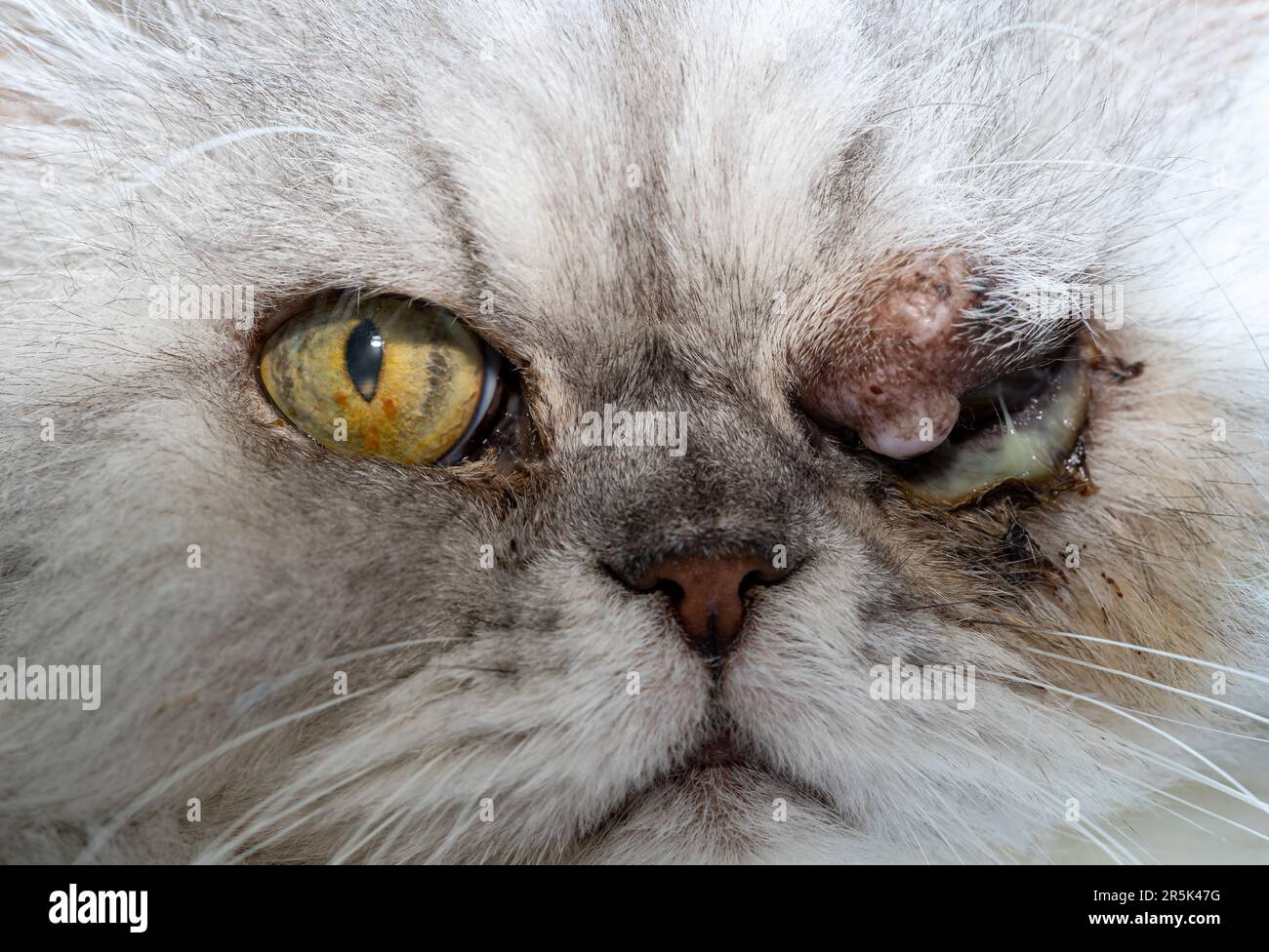 ritratto di un gatto malato sull'occhio Foto Stock