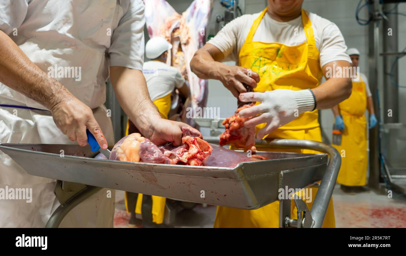 Ispettori sanitari che controllano la viscera di una carne bovina da macello Foto Stock