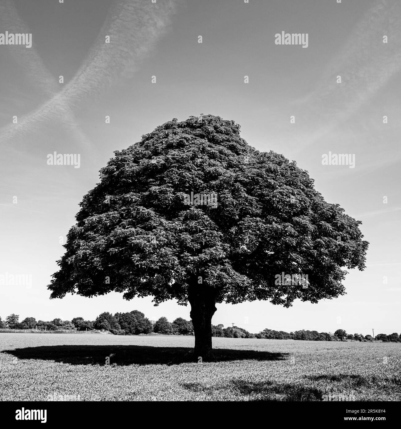 Immagine in bianco e nero di una sola quercia in estate Foto Stock