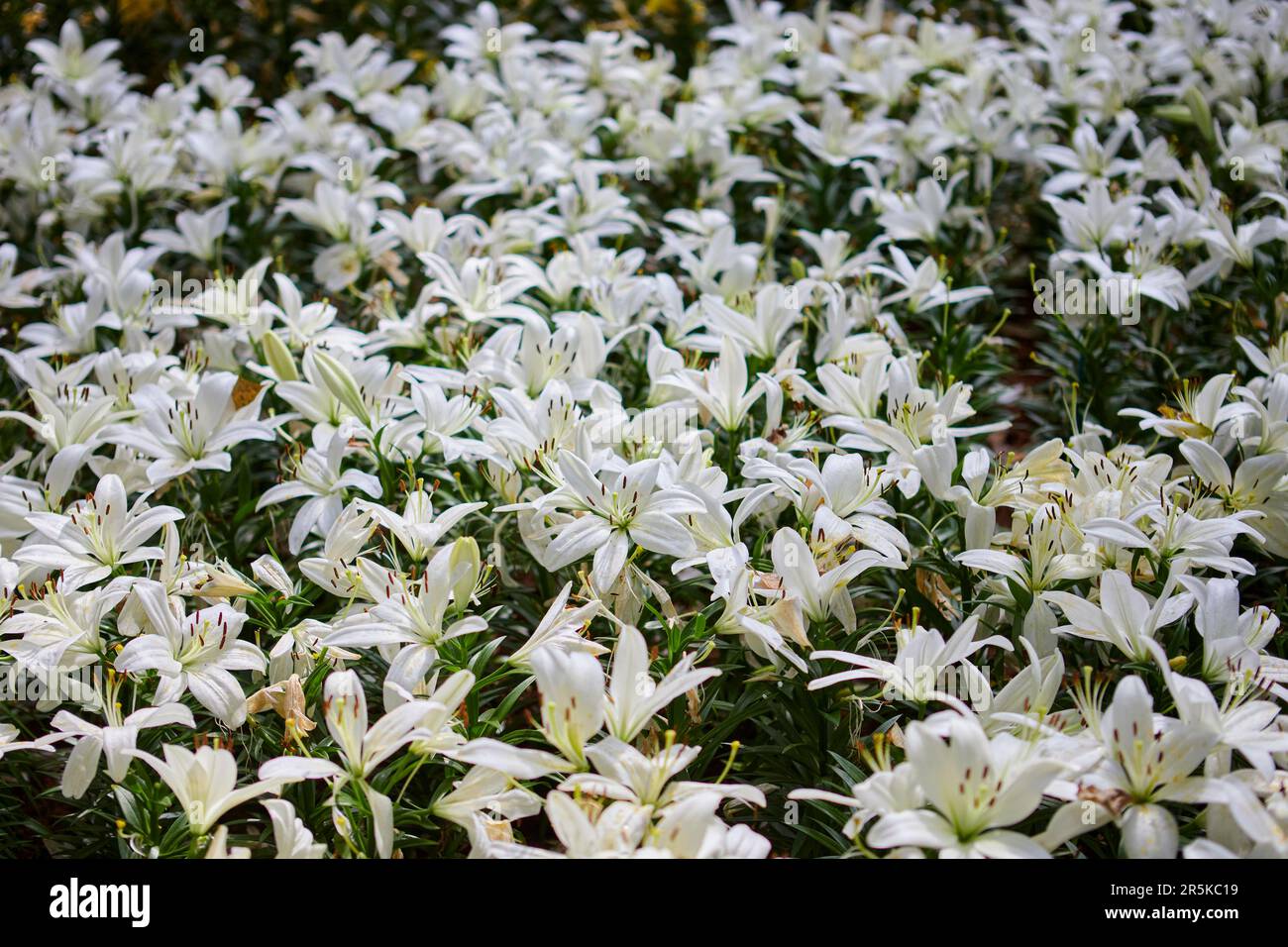 Vista ravvicinata della fioritura del fiore di giglio bianco nel giardino Foto Stock