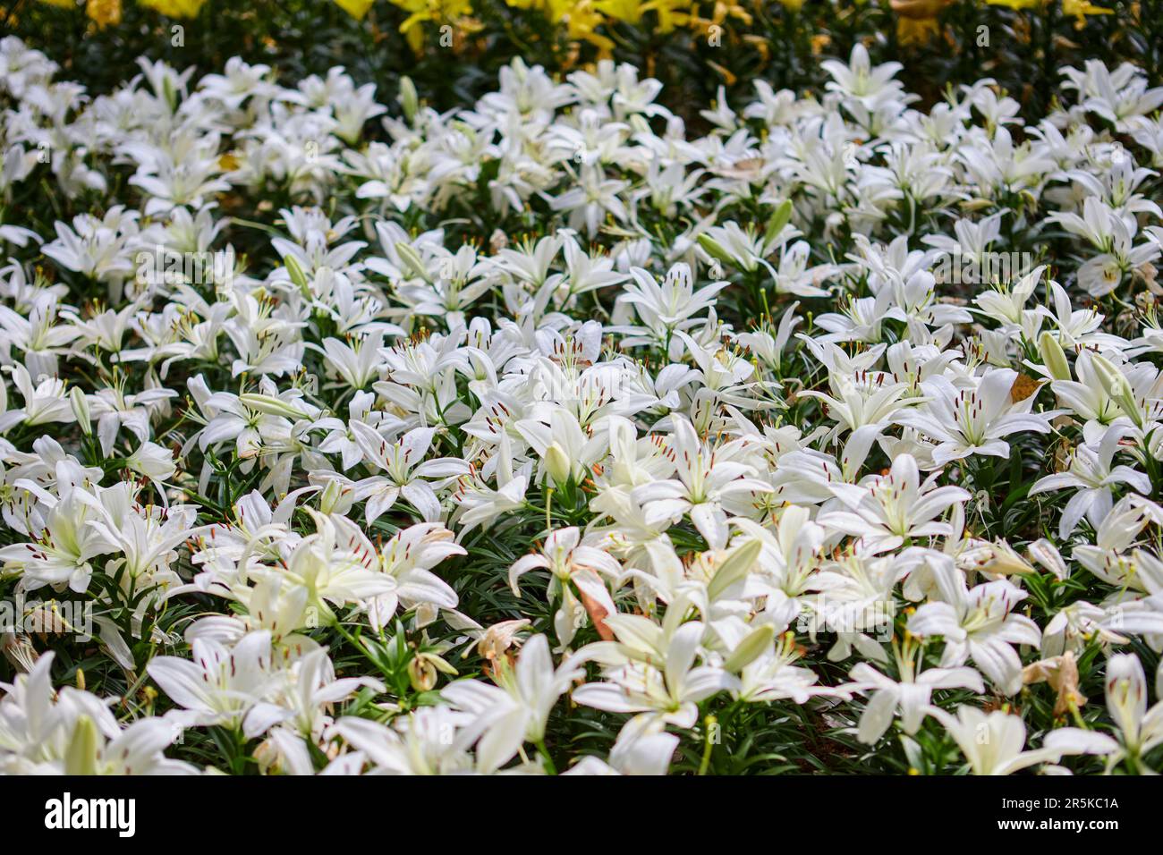 Vista ravvicinata della fioritura del fiore di giglio bianco nel giardino Foto Stock