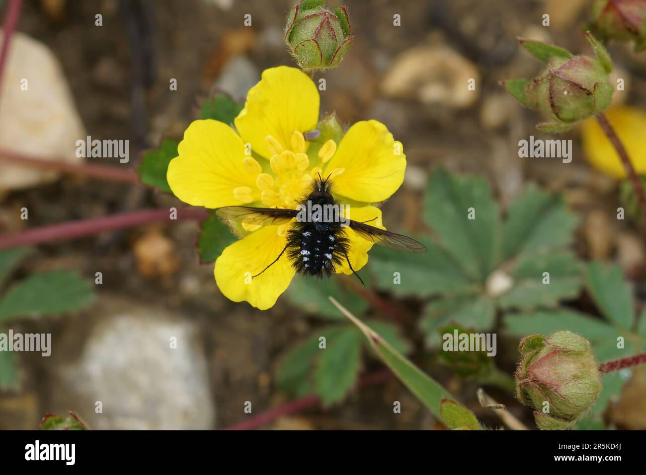 Primo piano naturale sul piccolo nero e balena bombardilid volare, Bombylella atra su un fiore giallo butterCup Foto Stock