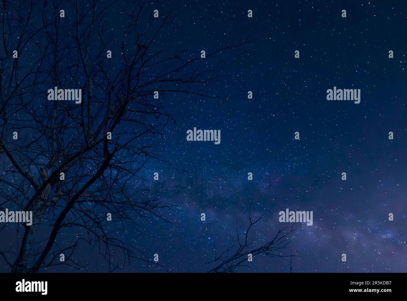 Albero senza foglie con via lattea e cielo stellato sfondo Foto Stock