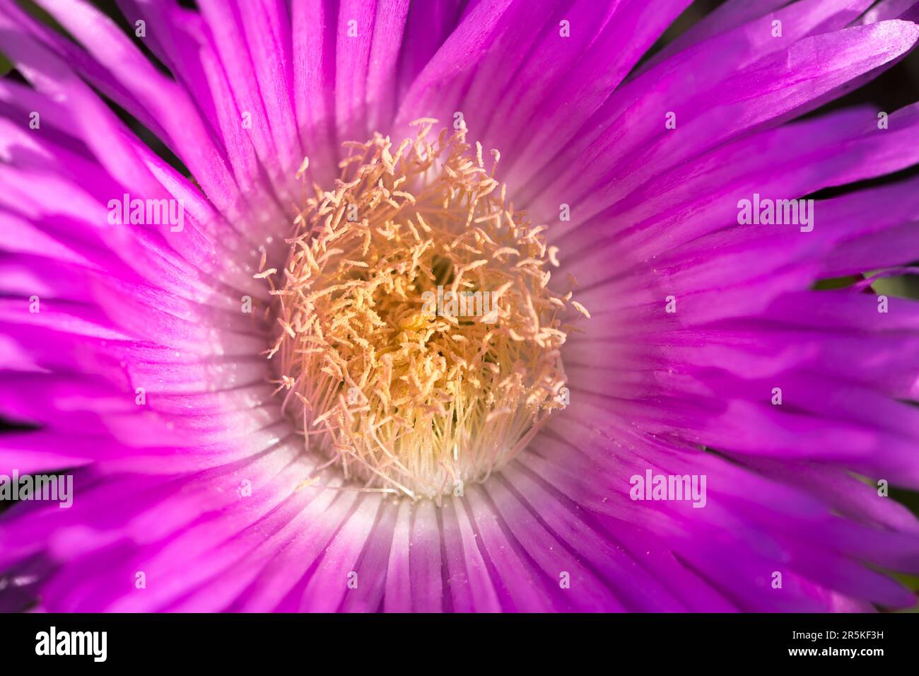 Primo piano di fiore di pianta di ghiaccio rosa (lat. Carpobrotus edulis), Corsica Foto Stock