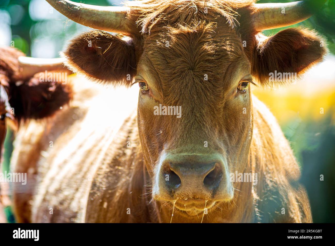 Ritratto di espressiva rossa Salers o Limousine Cow guardando direttamente negli occhi, una vera fotografia tradizionale Foto Stock