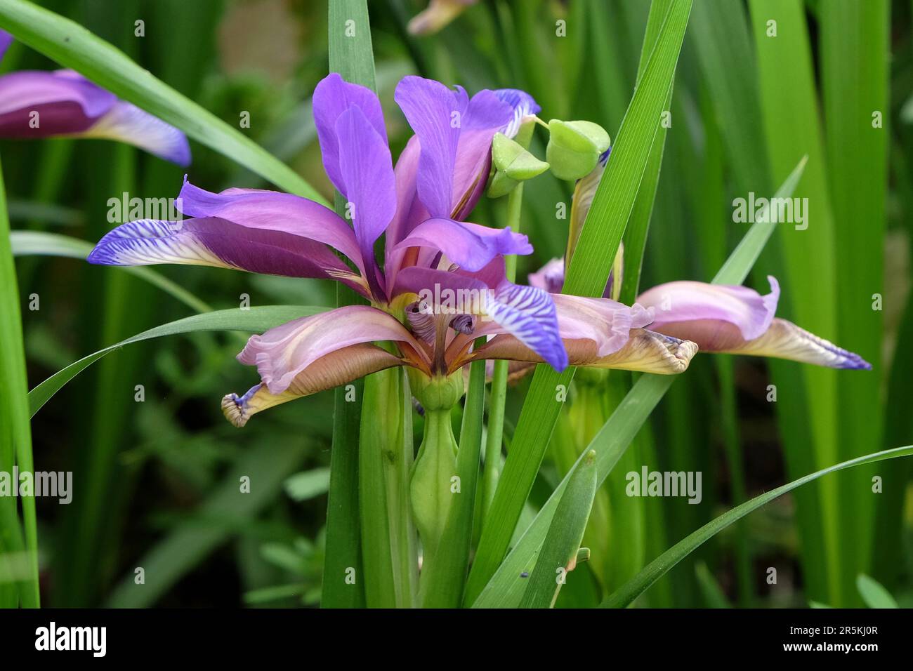 Erba fermentata iride in fiore. Foto Stock