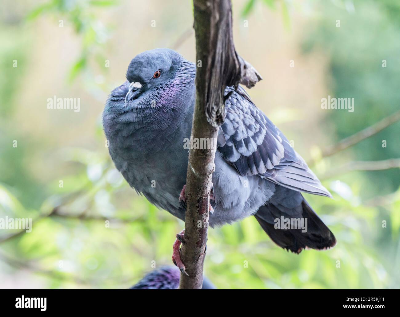 Un piccione feriale che ruggita sul ramo di un albero, Londra, Regno Unito Foto Stock