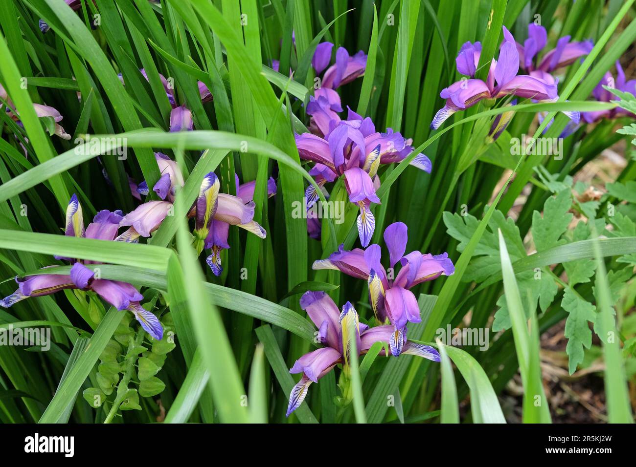 Erba fermentata iride in fiore. Foto Stock