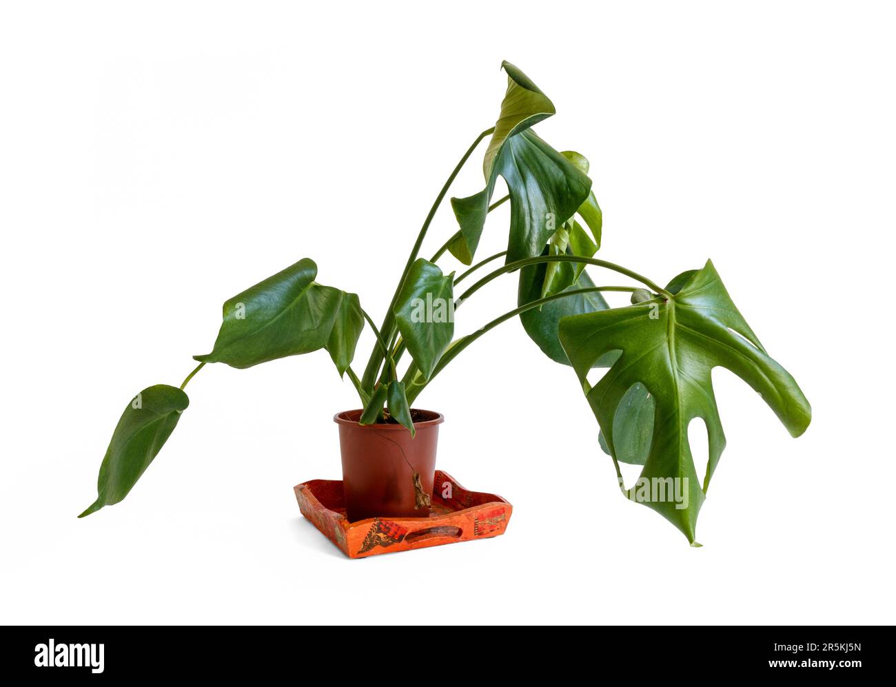 Una pianta di formaggio svizzero trascurata e appassita (Monstera Deliciosa) in una pentola di plastica, isolata su fondo bianco Foto Stock