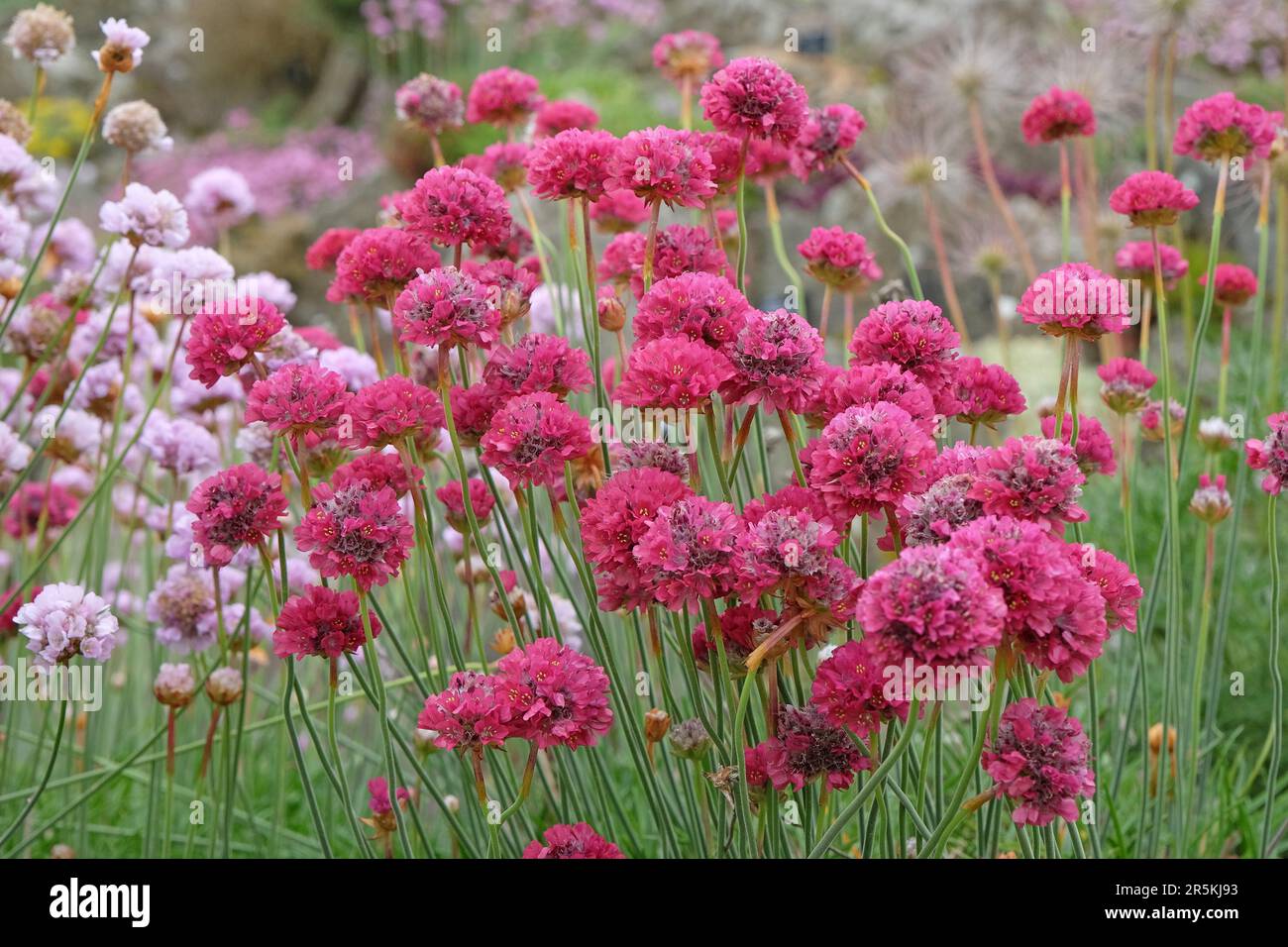 Rosa scuro Sea Thrift 'Bloodstone' in fiore. Foto Stock