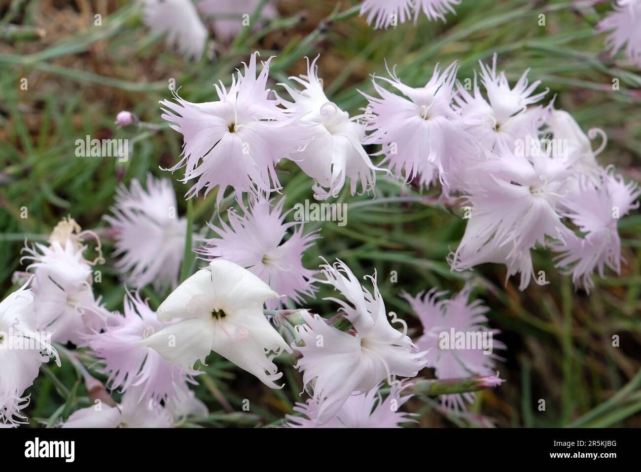 Dianthus tianschanicus fringato bianco in fiore. Foto Stock