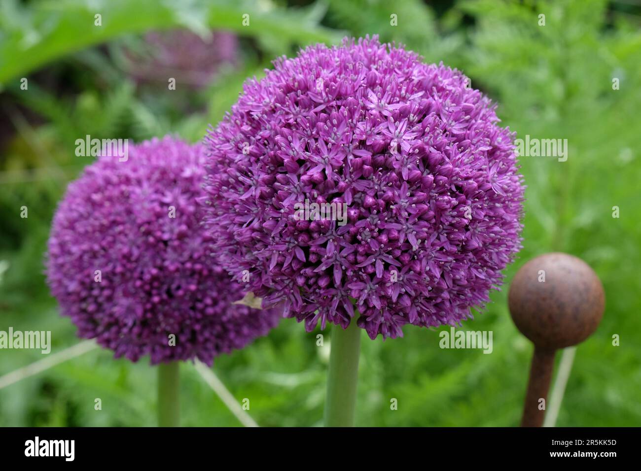 Allium gigante 'Ambassador' in fiore. Foto Stock