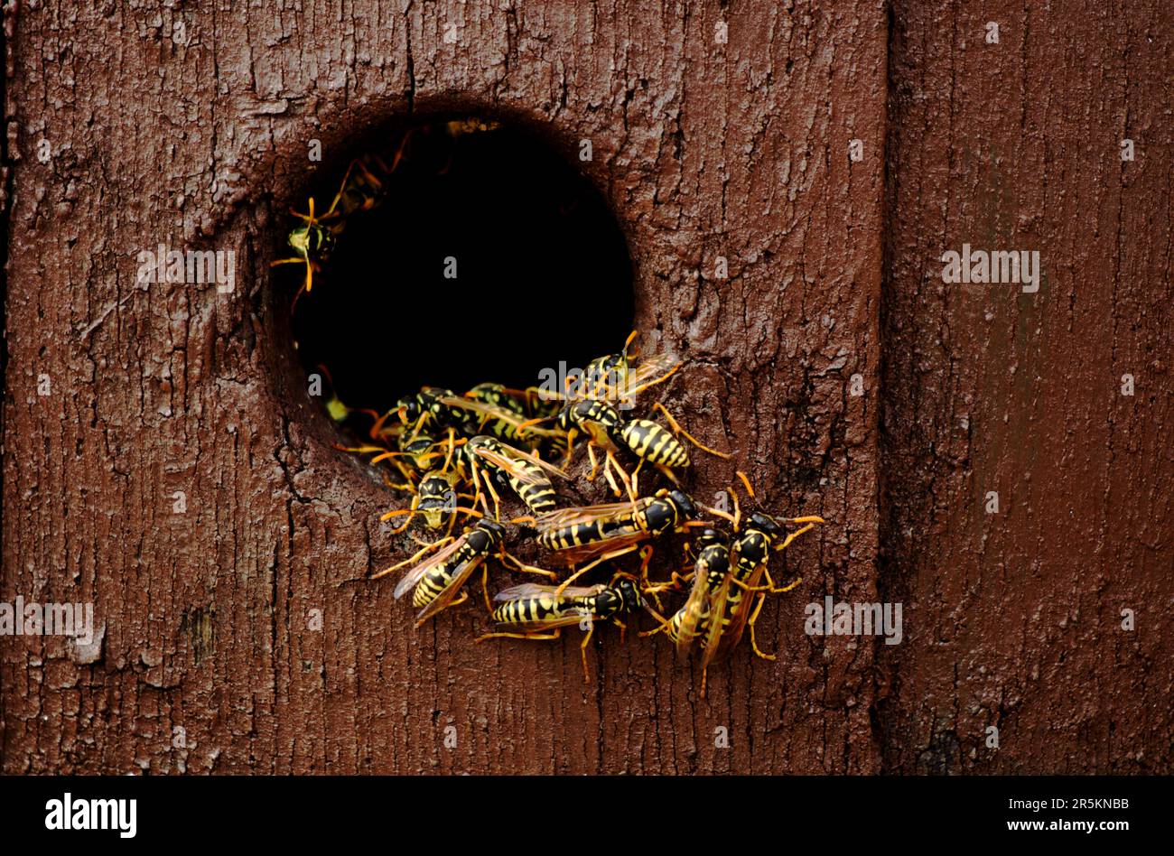 Le vespe nidificano nel foro di legno - le vespe aggressive che escono e escono dal nido - la fotografia macro Foto Stock