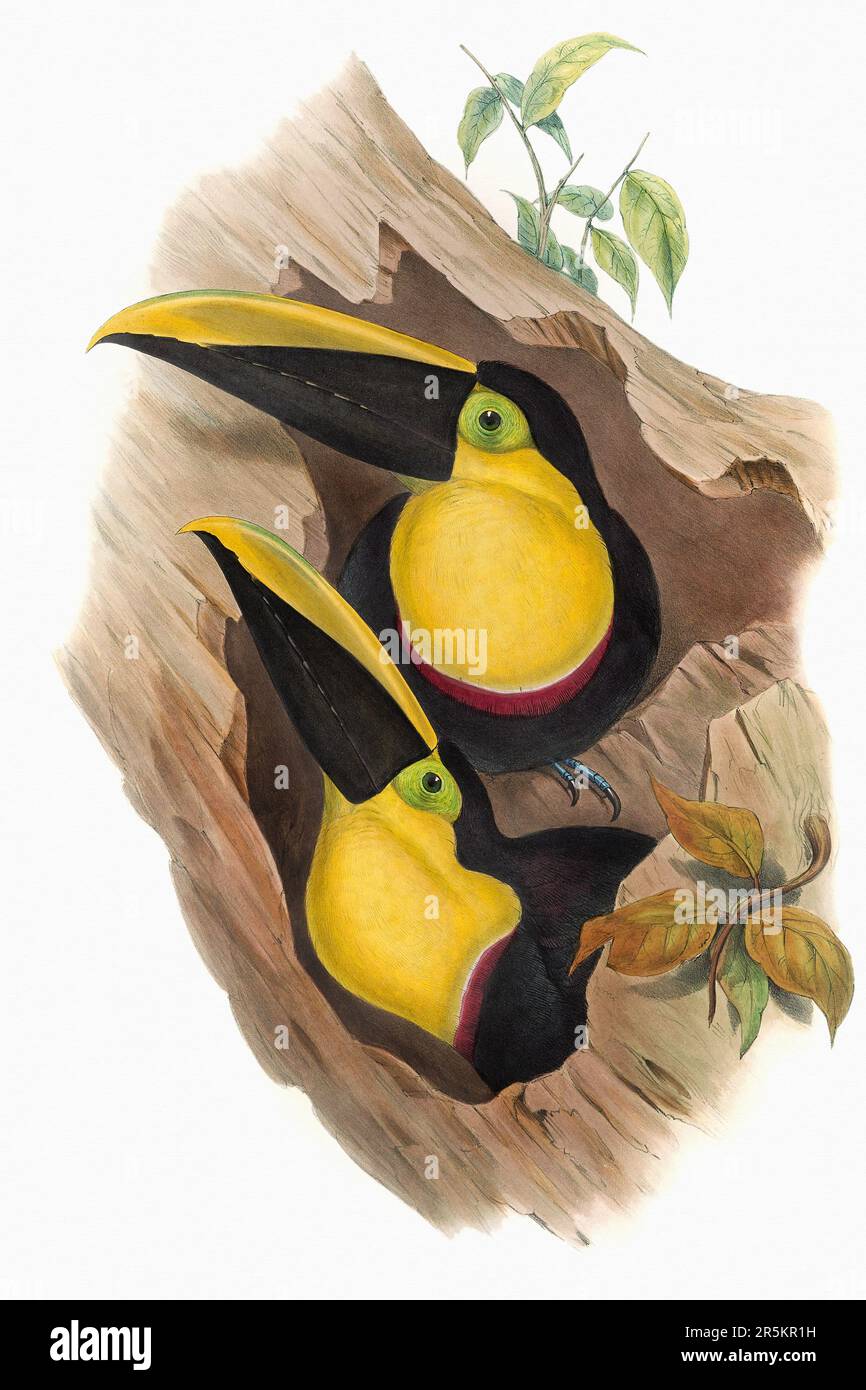 Bella illustrazione Toucans 19th ° secolo. Uccelli tropicali colorati. Antica illustrazione zoologica. CA 1850. Foto Stock