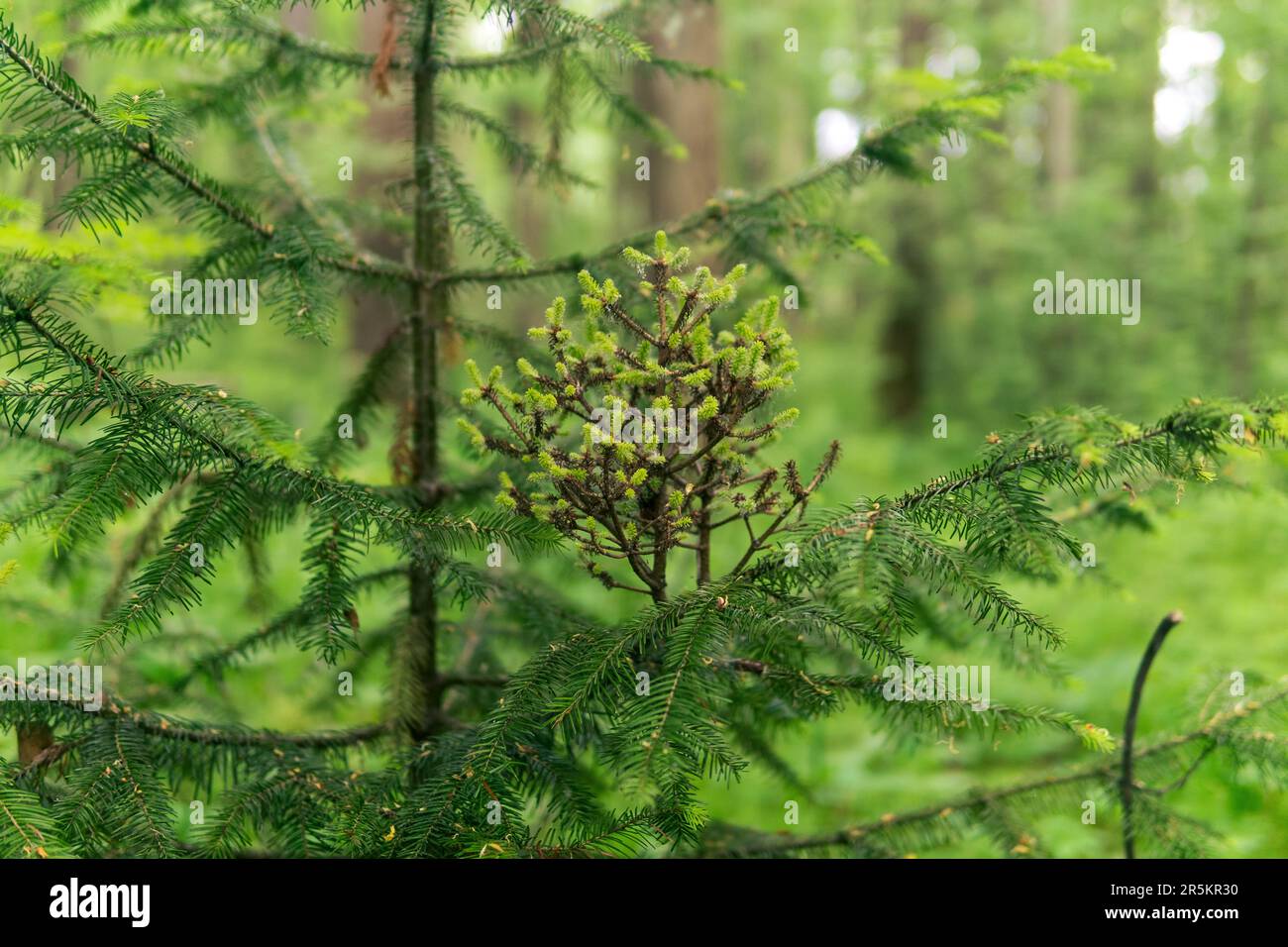 scopa della strega - formazione patologica sui rami di un albero, primo piano Foto Stock