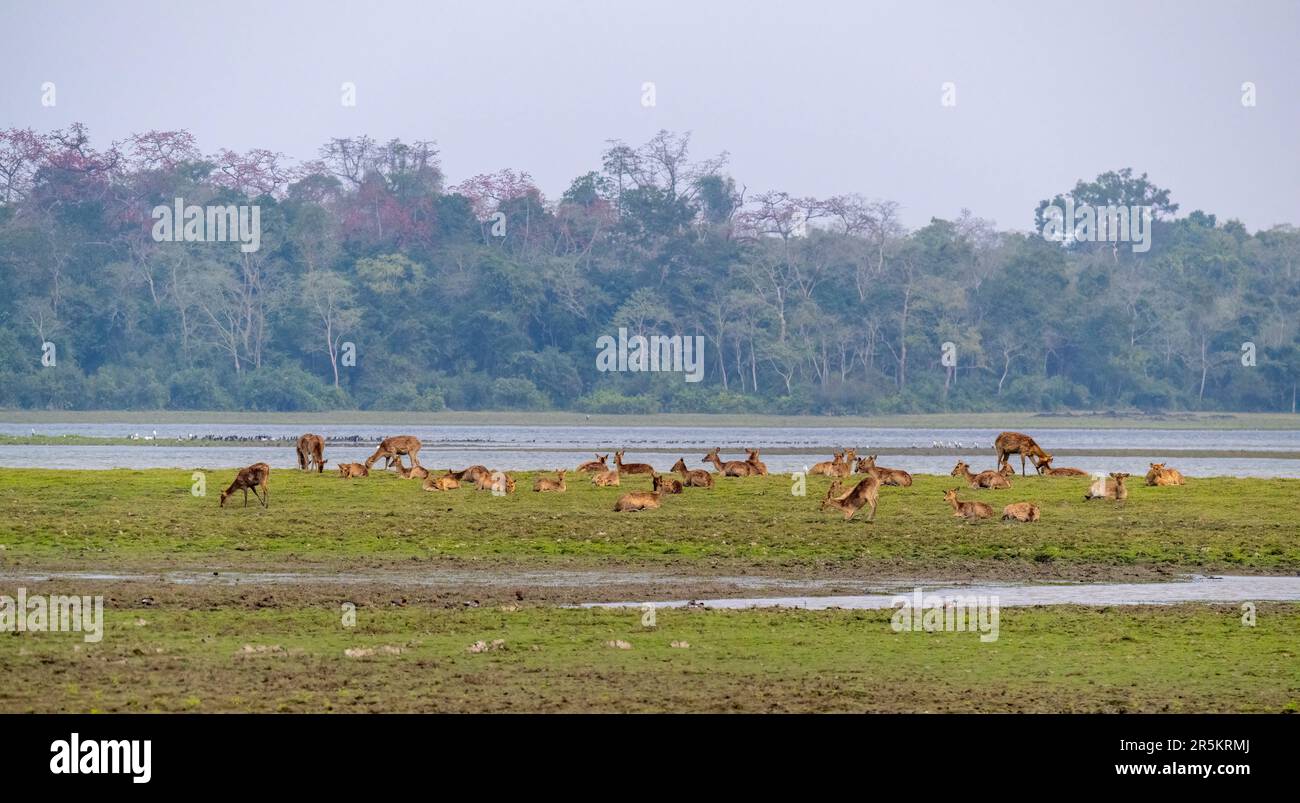 Barasingha Rucervus duvaucelii Karizanga National Park, Nagaon County, Assam, India 8 febbraio 2023 Adulto Cervidae, aka Swamp Deer Foto Stock
