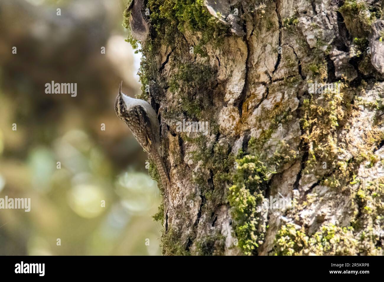 Barra-coda Treecreeper Certhia himalayana Naina Devi Himalayan BCA, Nainital County, Uttarakhand, India 1 marzo 2023 Adulto Certiidae Foto Stock