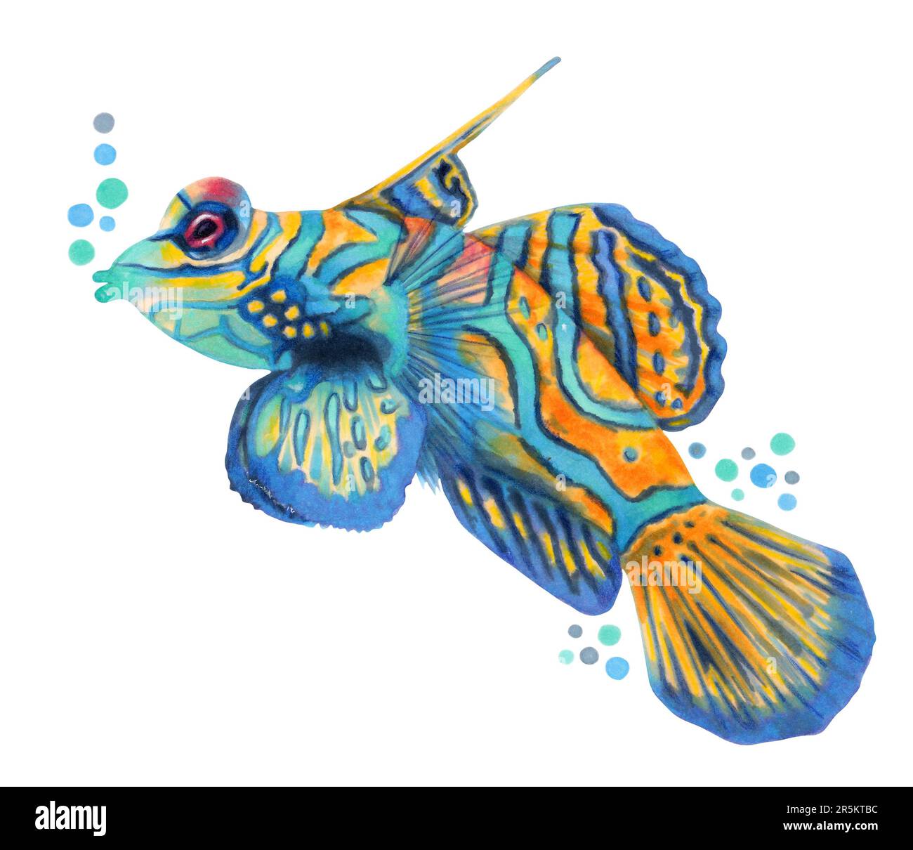 Pesce mandarino. Carattere multicolore colorato. Animale selvatico marino. Natura subacquea, mare selvaggio pesce oceano in zoo.Hand disegnato con marcatori. Foto Stock