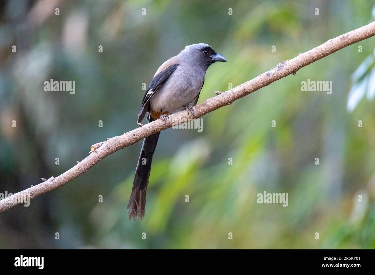 Gray Treepie Dendrocitta forMosae Prabhu's Bird Photography Hide, Nanital, Nainital County, Uttarakhand, India 28 febbraio 2023 Adulto Foto Stock