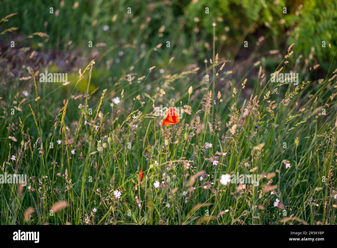Papavero rosso nell'erba sul campo nella natura Foto Stock
