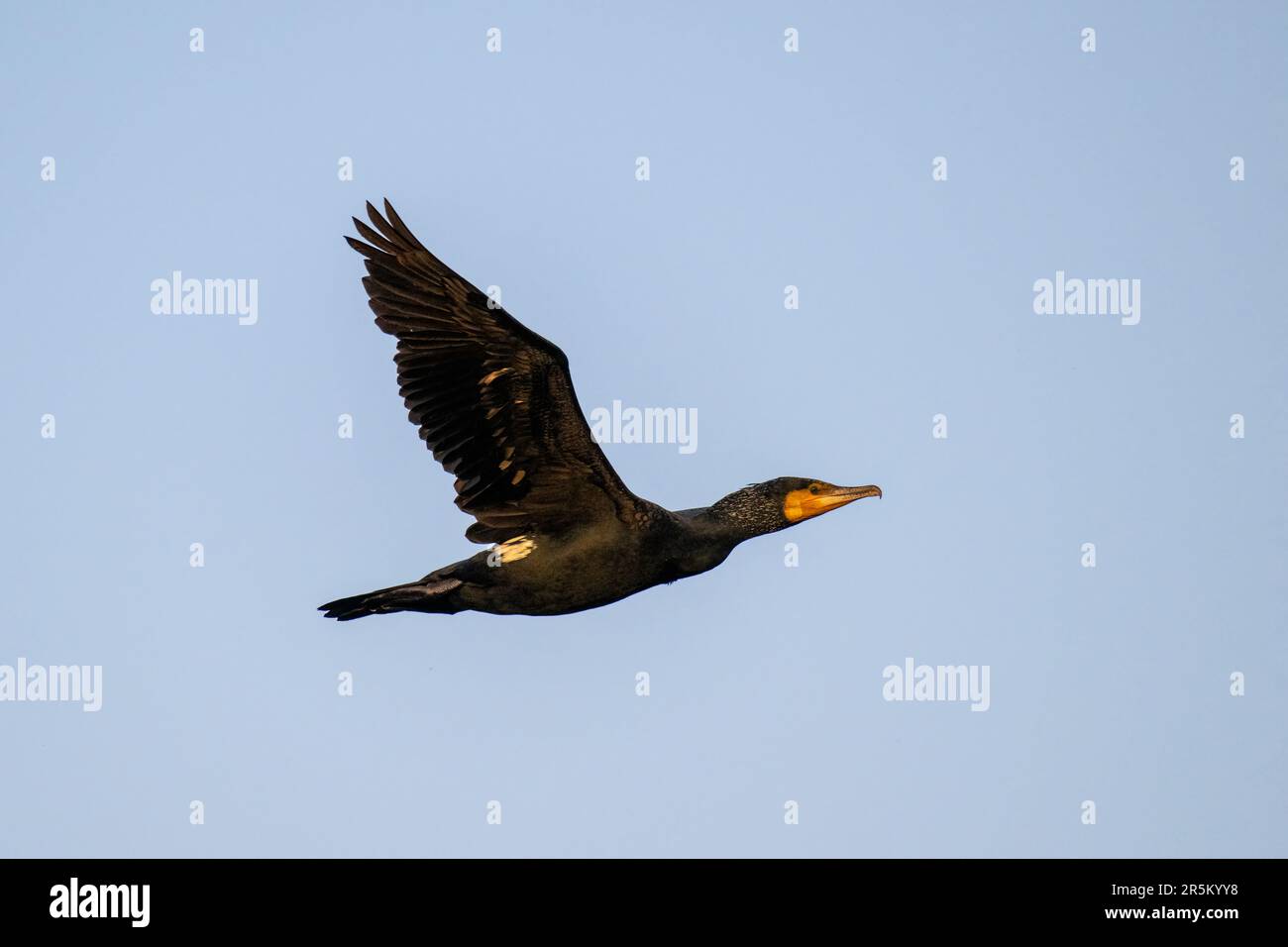 Great Cormorant Phalacrocorax carbo Keoladeo National Park, Bharatpur County, Rajasthan, India 14 Febbraio 2023 Adulto in piumaggio non riproduttivo. Foto Stock