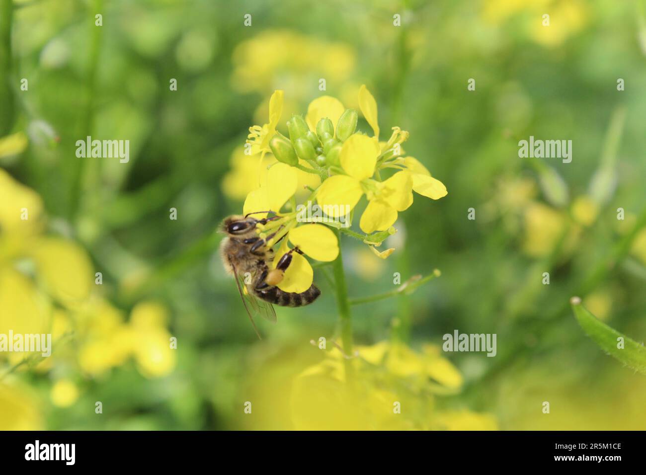 Impollinazione di fiori l'ape raccoglie nettare per miele impollinazione il fiore giallo si disintegra. Primavera fioritura impollinazione propagazione di pianta Foto Stock