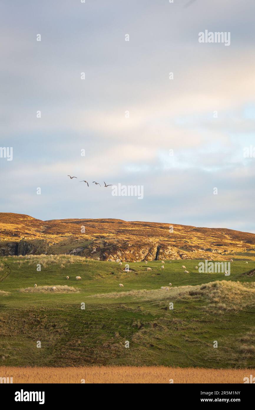 Pecore e bestiame pascolano sul machair appena dietro la spiaggia di Kilchoman su Islay, Argyll e Bute, Scozia. Foto Stock
