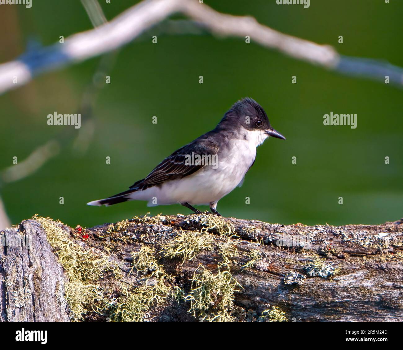 Eastern Kingbird primo piano vista laterale arroccato su un ramo muschio con uno sfondo verde nel suo ambiente e habitat circostante. Foto Stock