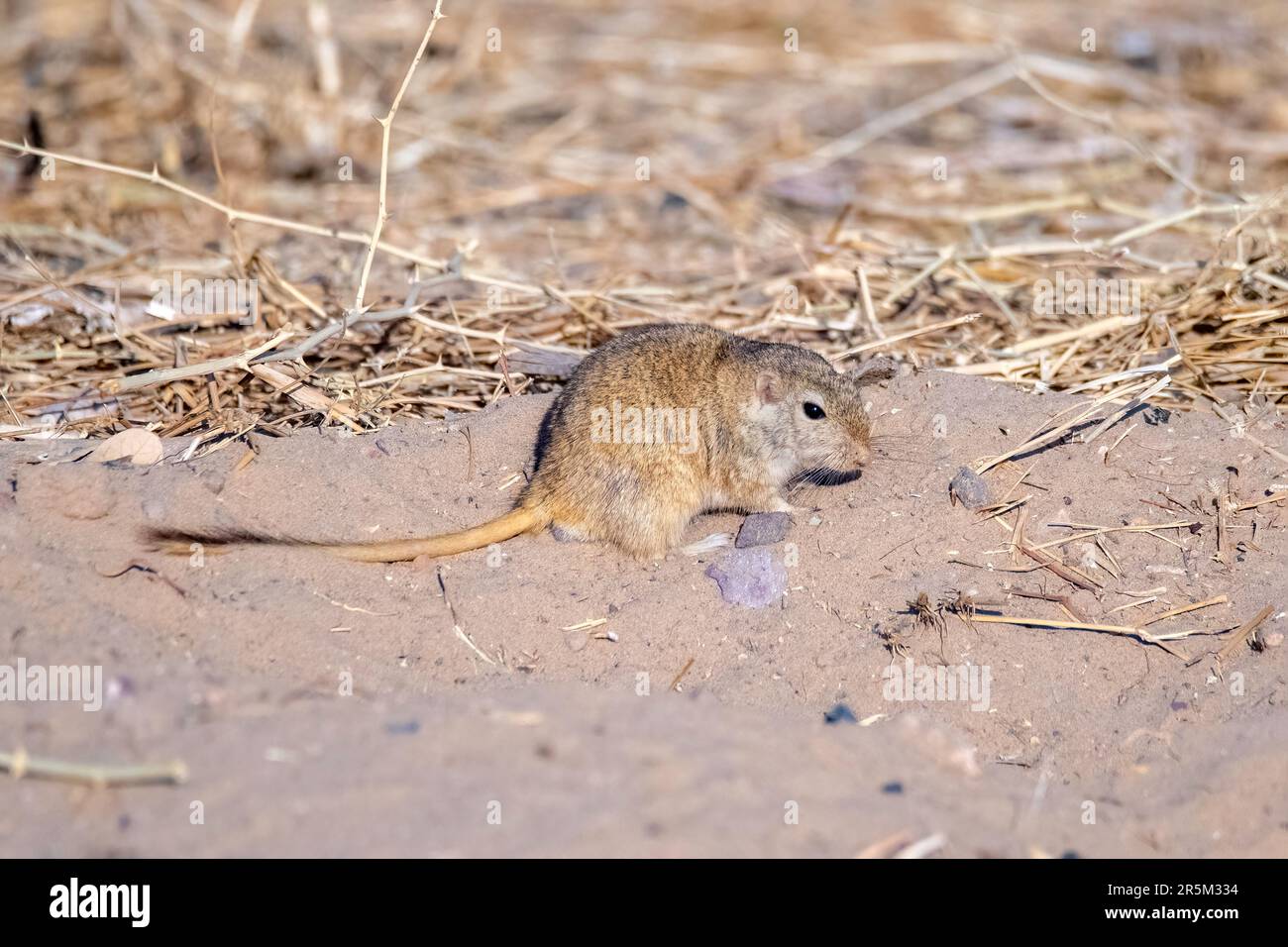 Deserto indiano Jird Meriones hurrianae Desert National Park, Jaisalmer County, Rajasthan, India 19 febbraio 2023 Adulto Muridae Foto Stock
