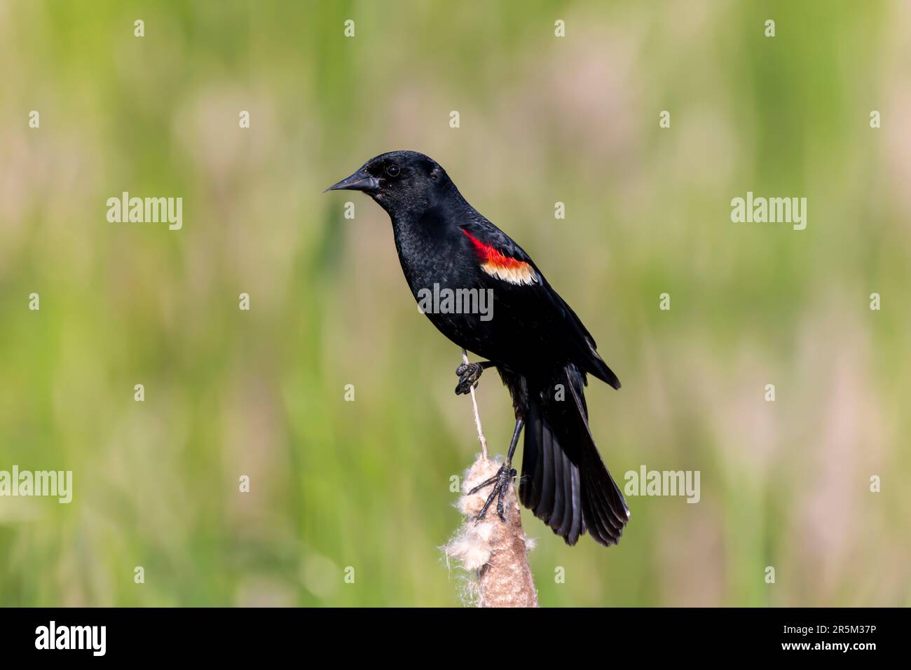 Uccello nero maschio dalle ali rosse (Agelaius phoeniceus) seduto su canne Foto Stock