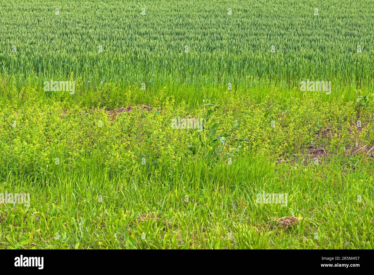 Alto sfondo verde erba modello in campo naturale Foto Stock