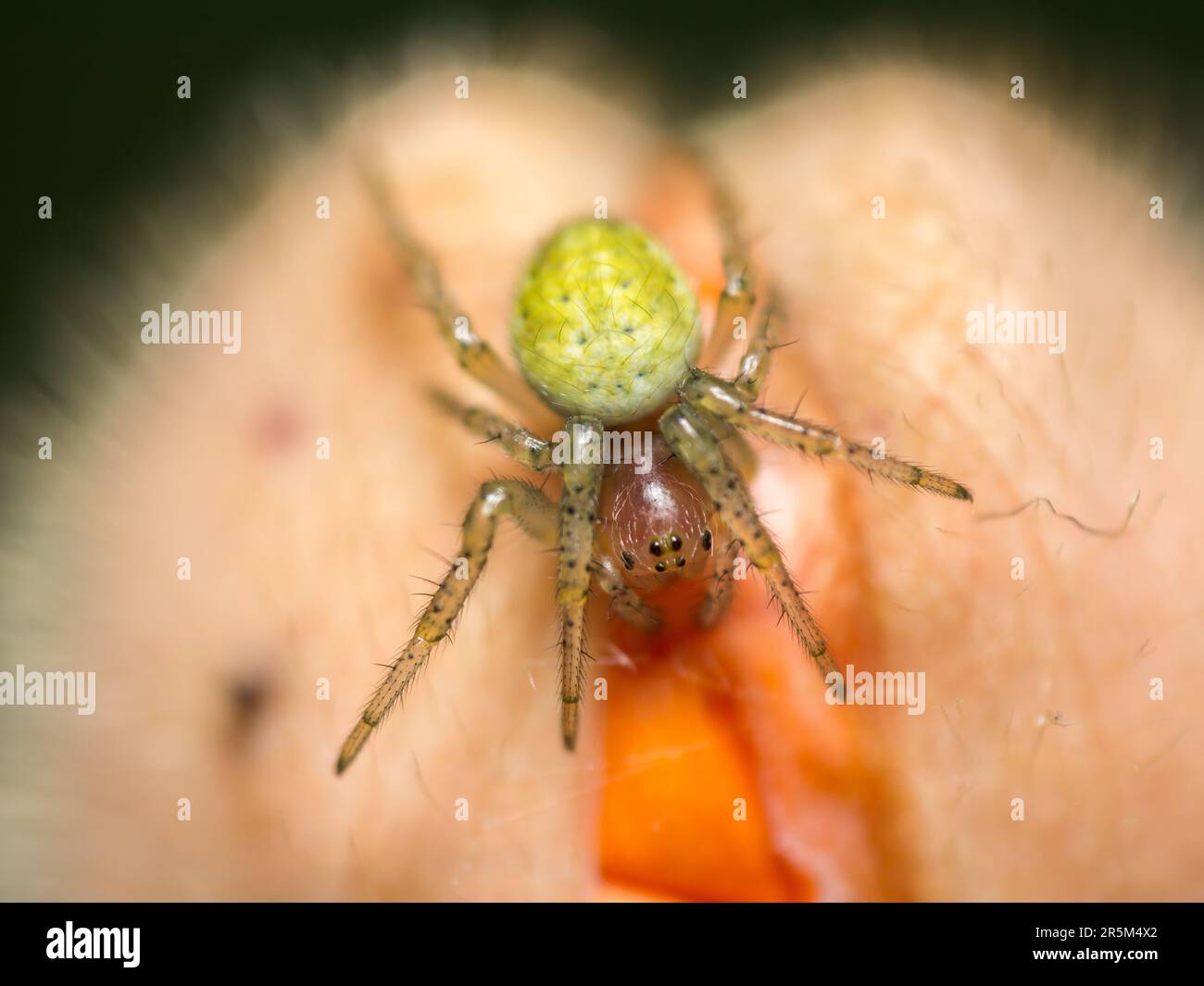 The Silent Hunter: Un ragno paziente si nasconde nella sua intricata rete, pronto a avventurarsi nelle vicinanze delle prede, mostrando il delicato equilibrio di pazienza della natura Foto Stock