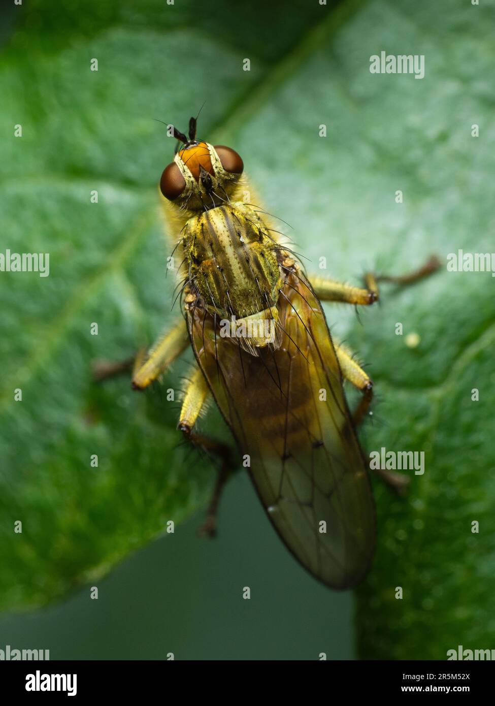 L'incontro della natura: Una maestosa Arancio Fly esplora con grazia l'intricato mondo di una foglia verde Foto Stock