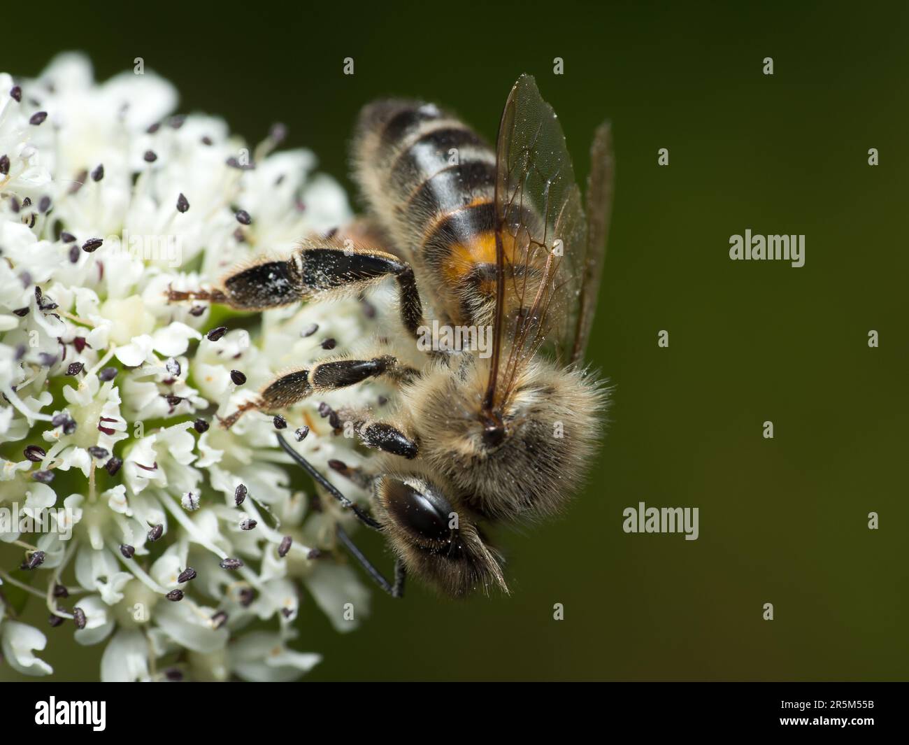 La danza dell'impollinazione della natura: Un'ape diligente che raccoglie polline da una flora bianca incontaminata, diffondendo la vita e i colori vibranti Foto Stock