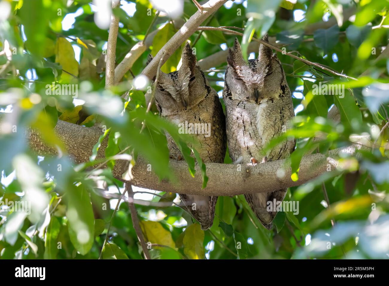 Indian Scops-Owl Otus bakkamoena Chambal Safari Lodge, Agra County, Utttar Pradesh, India 12 febbraio 2023 Adulti Stridae Foto Stock