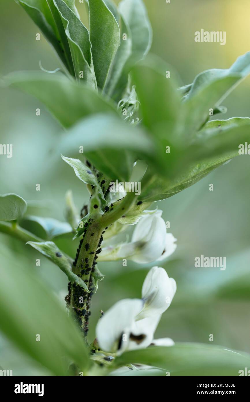 Afidi neri su pianta di fagiolo larga Foto Stock