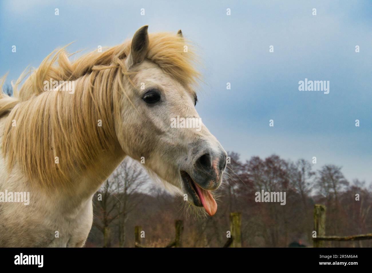 Un cavallo stacca la sua lingua dalla bocca e sembra molto divertente. Foto Stock