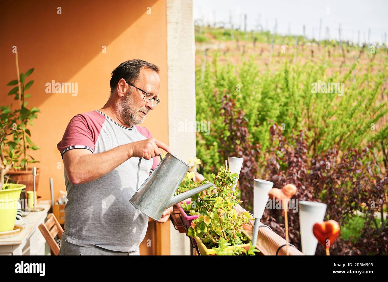 Ritratto dell'uomo di mezza età che innaffia piante verdi sul balcone, piccolo giardino accogliente in appartamento Foto Stock
