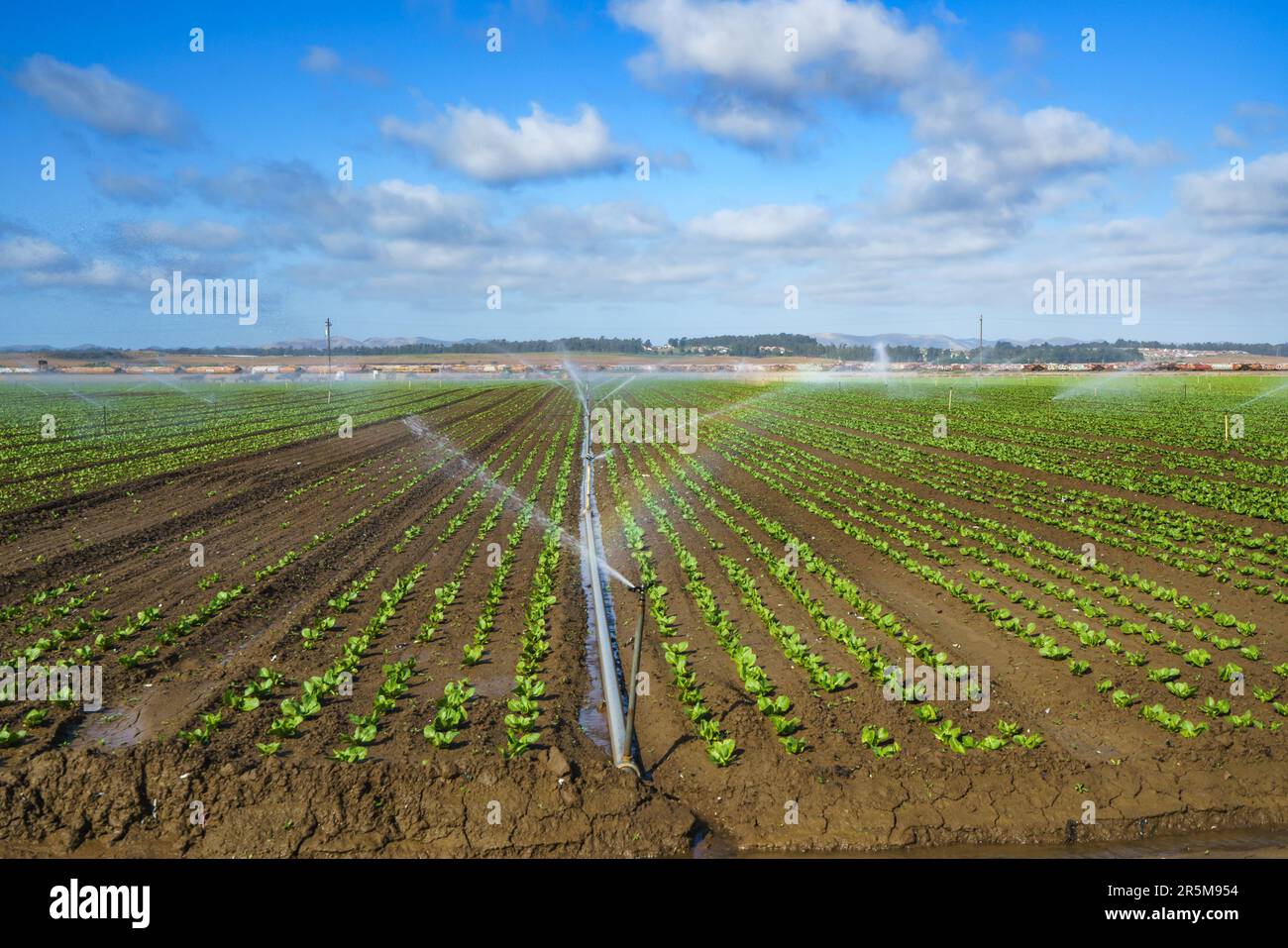 Irrigazione campo agricolo. Impianto sprinkler per irrigazione a campo, che innaffia filari di lattuga nei terreni agricoli della contea di Santa Barbara, California Foto Stock