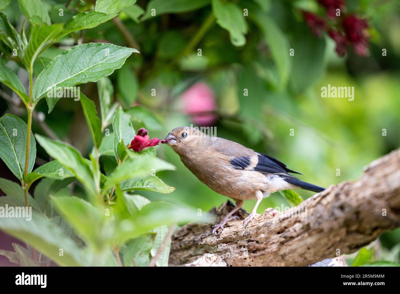 Giovane giovenile Eurasian Bullfinch (Pyrhula pyrhula) arroccato su un ramo che si nutrono dei fiori di un arbusto da giardino, weigela -Yorkshire, Regno Unito (giugno 2023) Foto Stock