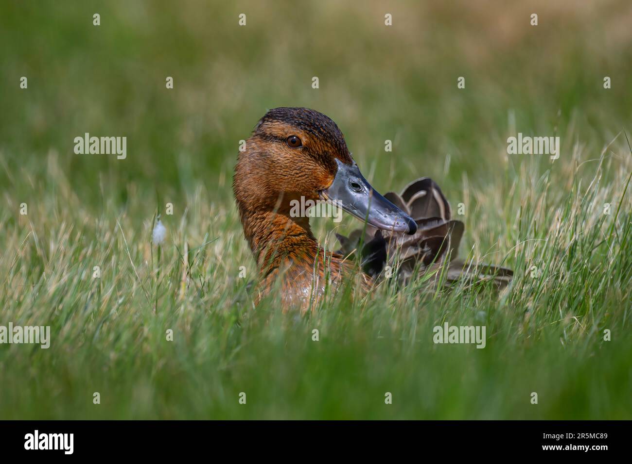 Mallard femmina Anas platyrhynchos che riposa nell'erba sulla riserva naturale di Cley North Norfolk, Regno Unito Foto Stock
