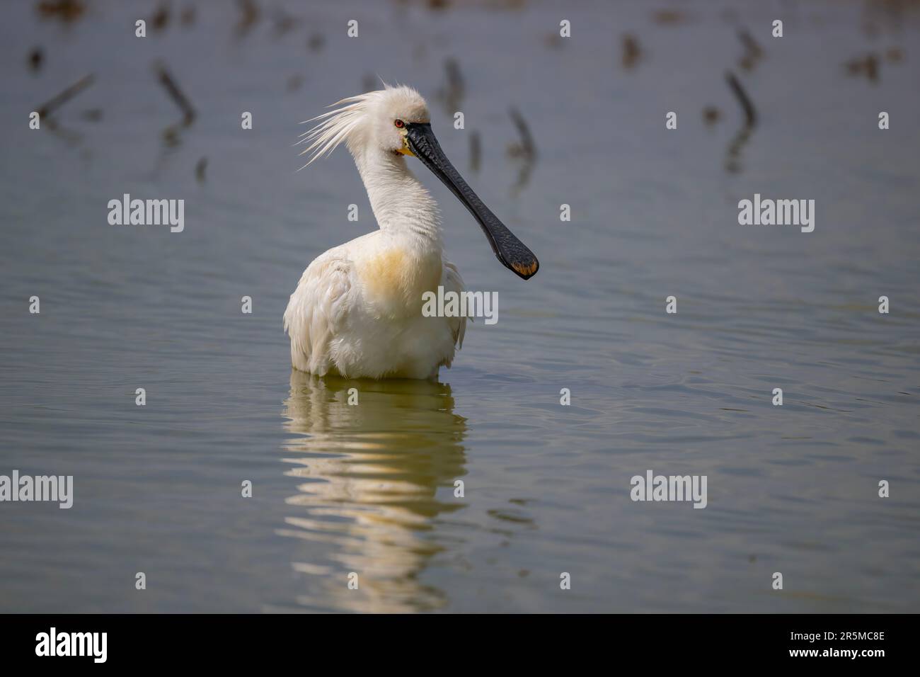 Spoonbill Platalea leucorodia bagno in una piscina a Cley, North Norfolk, UK Foto Stock